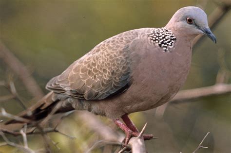 斑鳩幼鳥死亡|台灣‧台北‧珠頸斑鳩育雛日記 (上) (Spotted Dove。